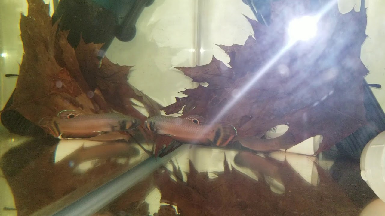 The benefit of using an UV sterilizer in Wild Betta Macrostomas tank