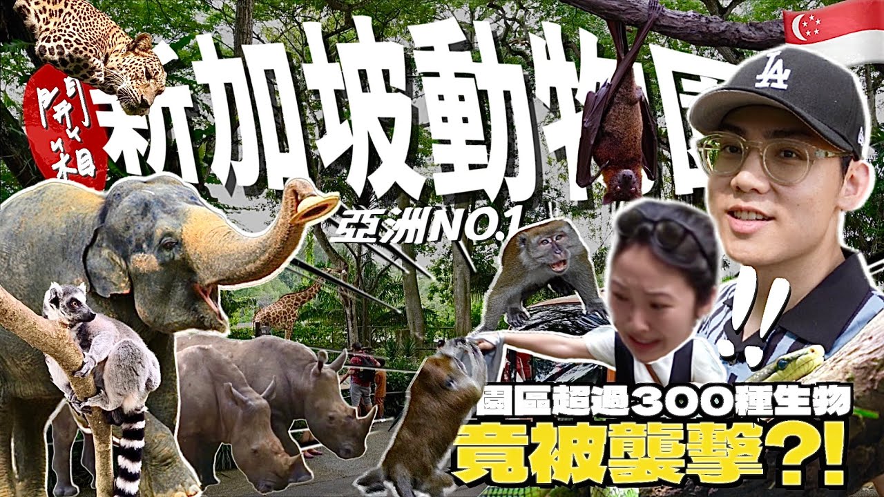 亞洲第一動物園有多好玩？零距離的動物森林！竟被猴子襲擊😱超過300種物種！比人還大的蝙蝠🦇門票值不值得？【新加坡自由行Vlog】