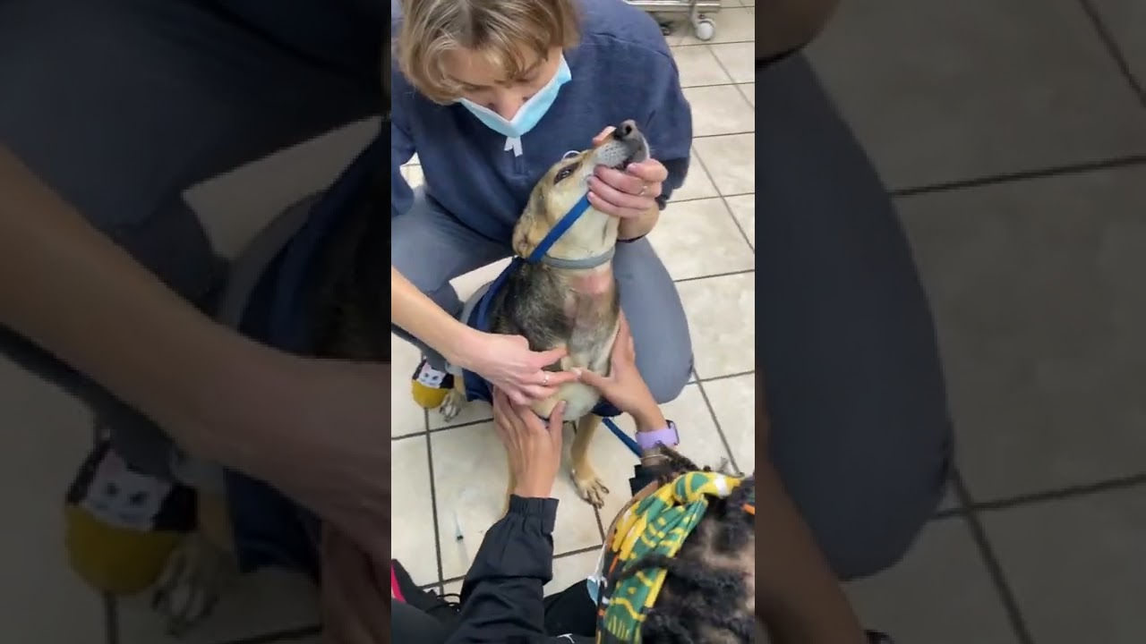 Jugular Blood Draw- Canine