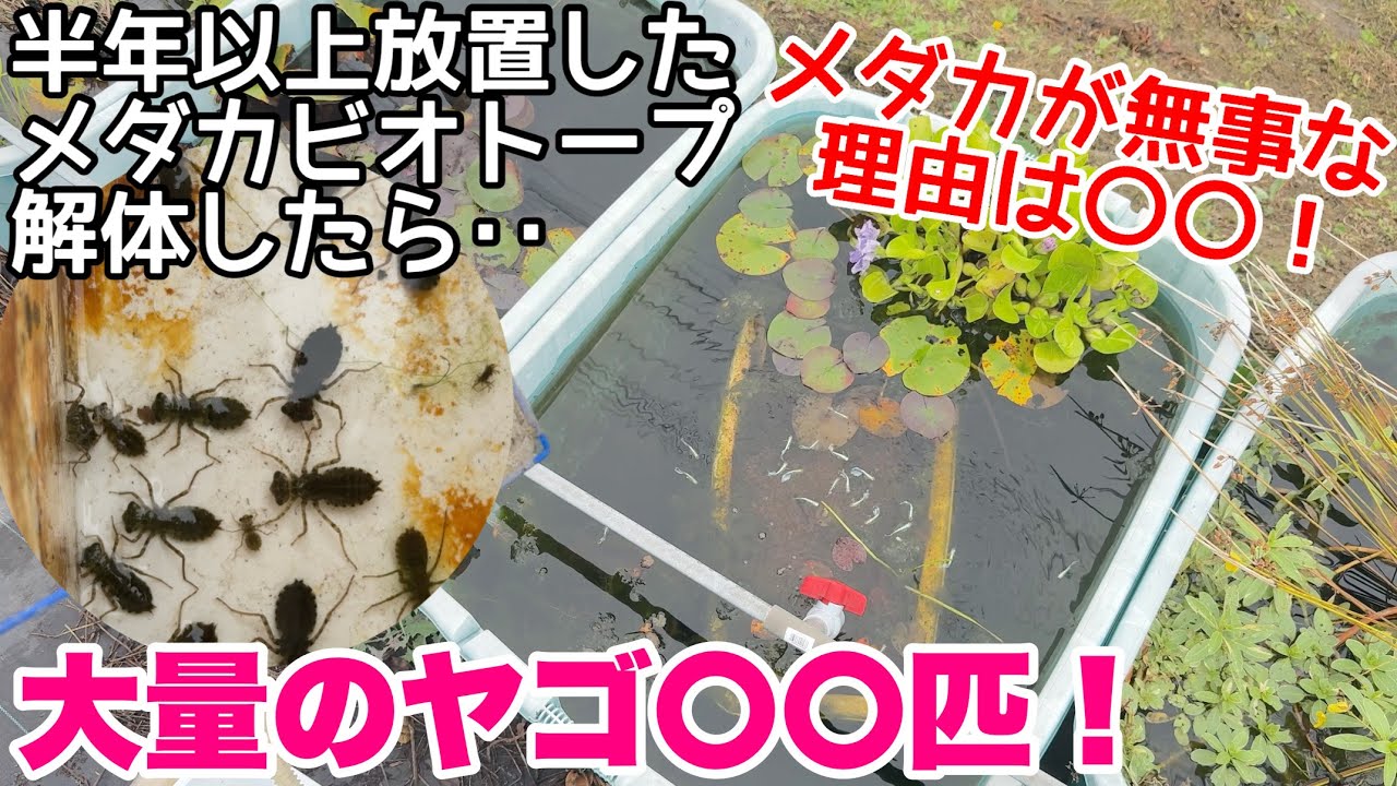 大量のヤゴ全て育てます！半年以上放置したメダカビオトープを解体した結果、大量のヤゴ○○匹！メダカは無事！？メダカ睡蓮ビオトープ