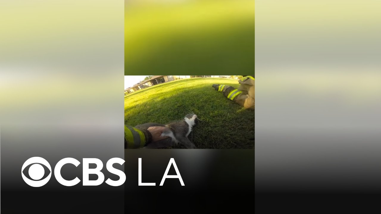 Firefighters and deputy save 4 cats from burning apartment