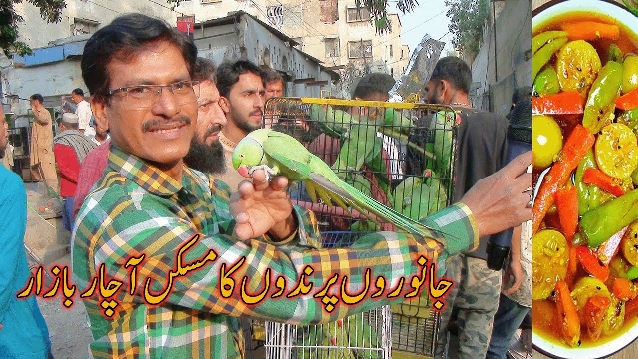 Lalukhet Exotic Parrots and Rare Birds Market Karachi 18-1-2026 Latest Update in Urdu | سوق الطيور