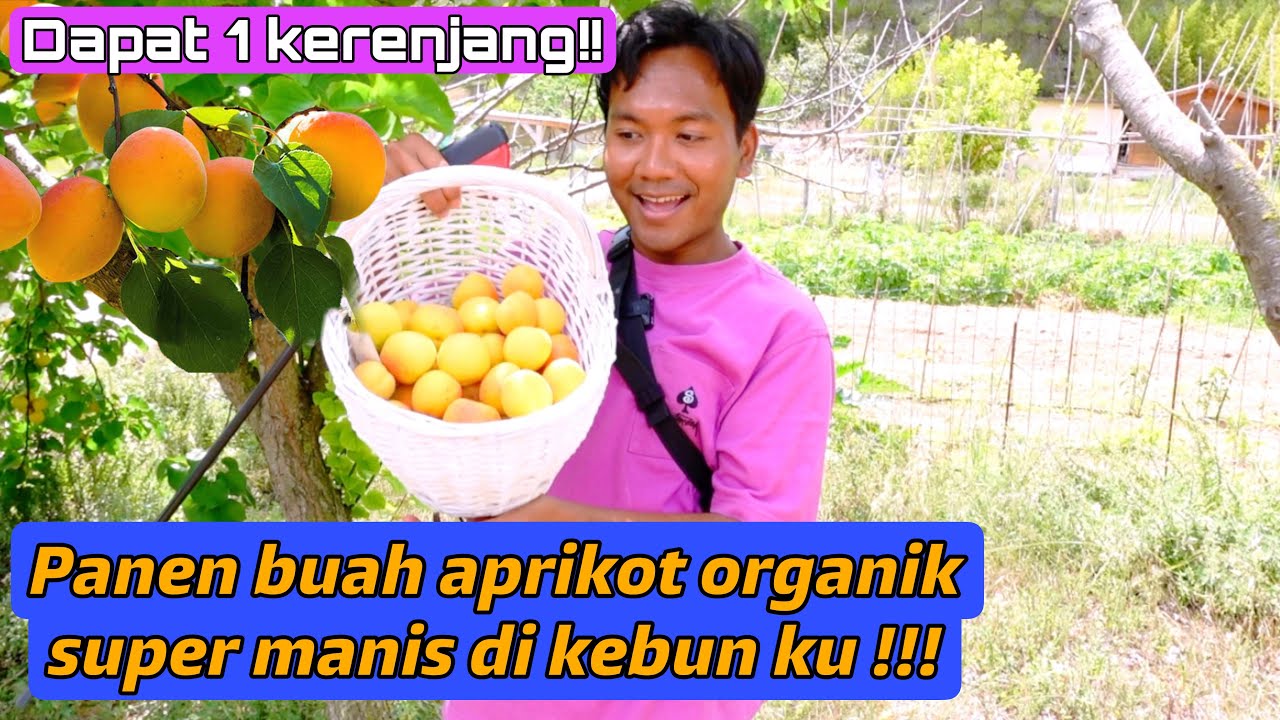 PANEN BUAH APRIKOT ORGANIK SUPER MANIS DI KEBUNKU!! AKHIRNYA MATANG JUGA! DAPAT SEKERANJANG!