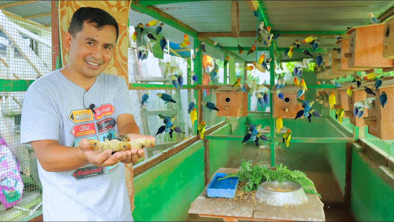 I Started breeding Exotic Birds as a hobby! I never thought that I would be a successful bird farmer