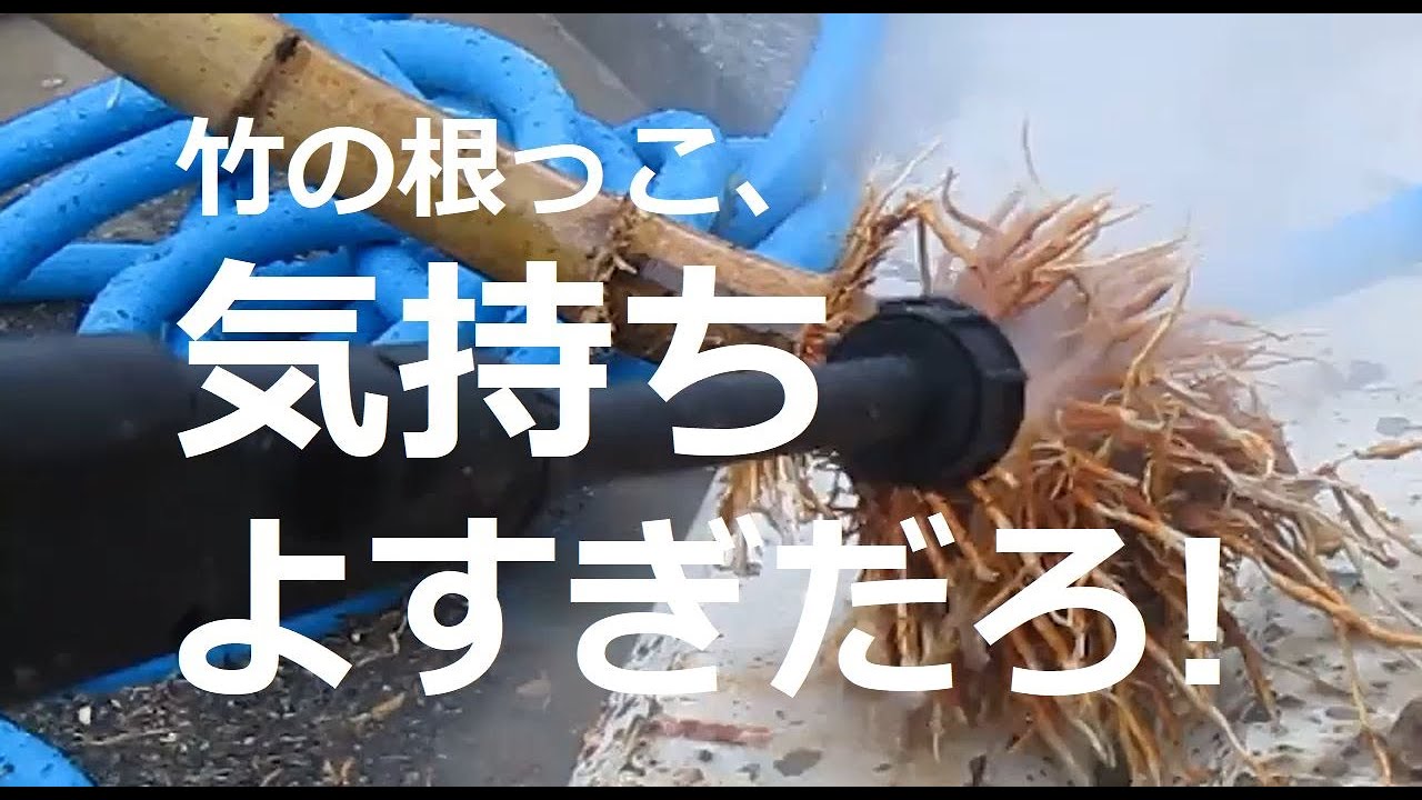 【高圧洗浄機】竹の根っこを洗う ［Wash Bamboo Roots］