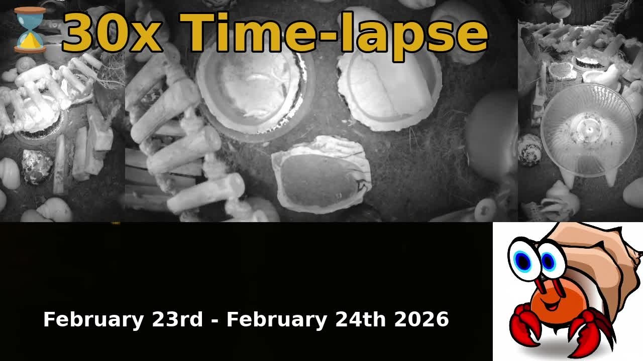 ⌛ Time Lapse of 24x7 Hermit Crab Live Stream February 23rd - February 24th 2026 (30x)