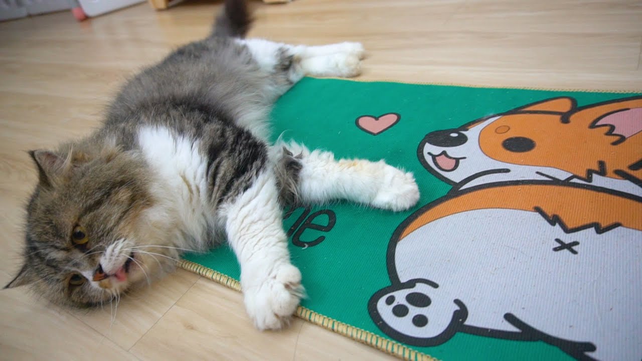 A Magic Doormat. Cat's Reaction