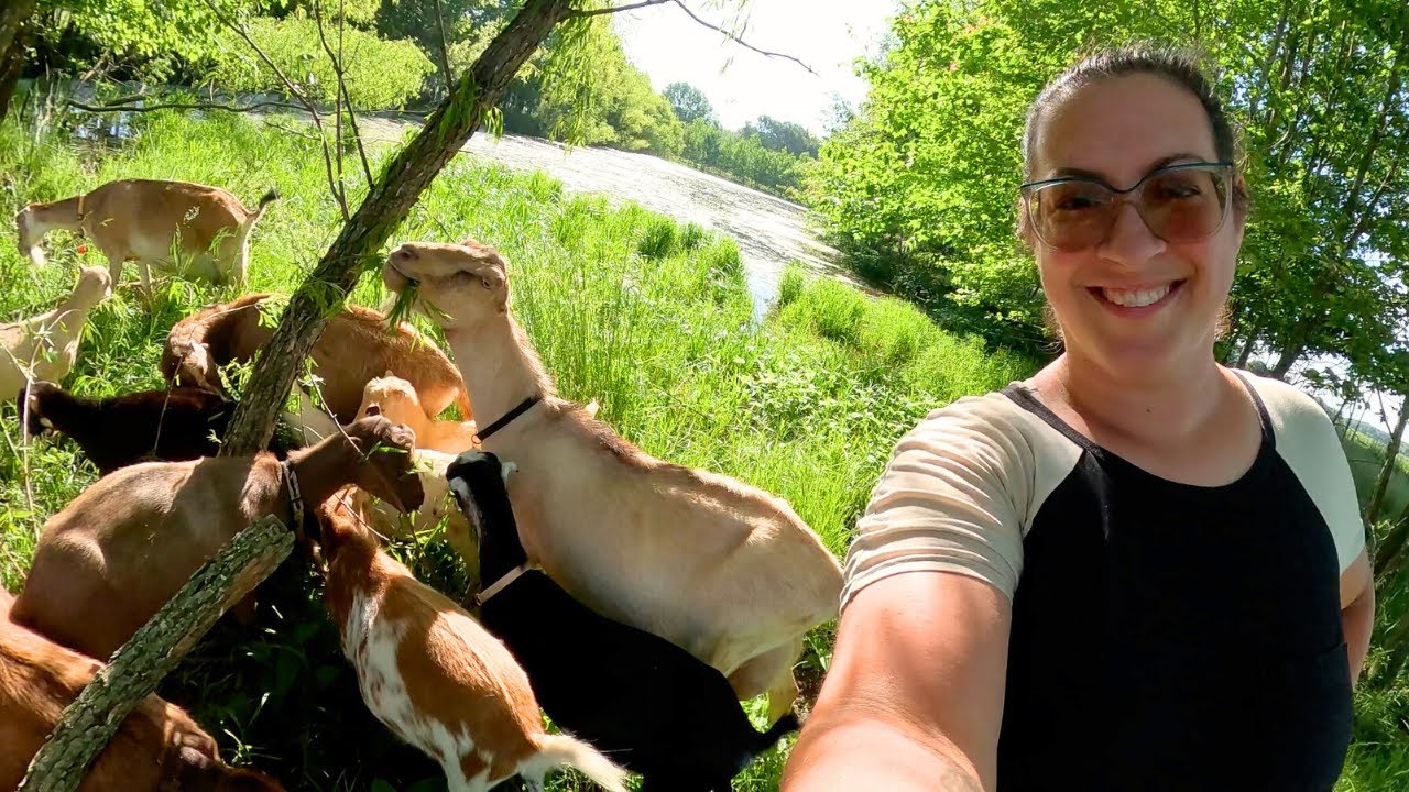 Homestead Life This Week: Goat Walk, Garden Projects & My First Swiss Cheese!