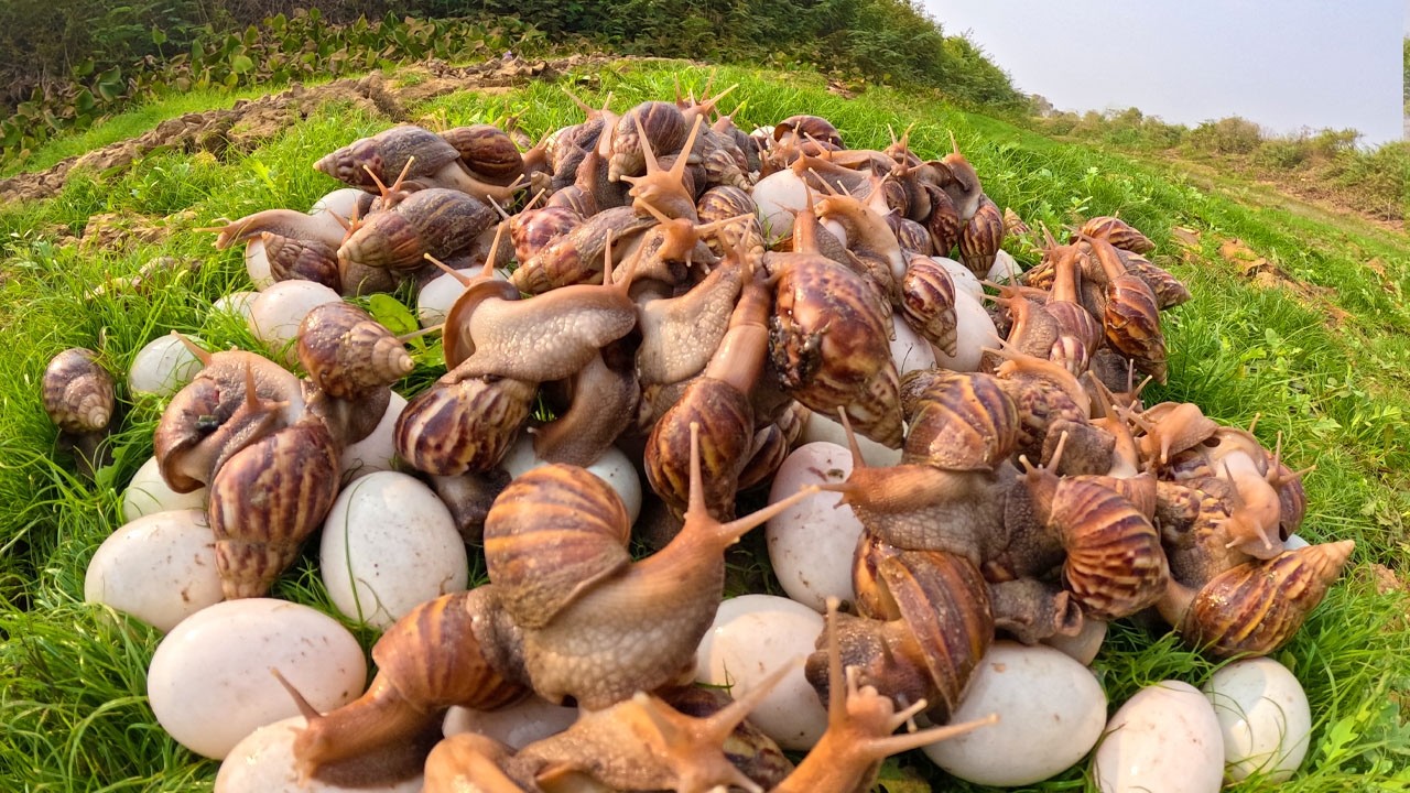 Satisfying Harvest: Collecting Giant Snails and Eggs in the Countryside