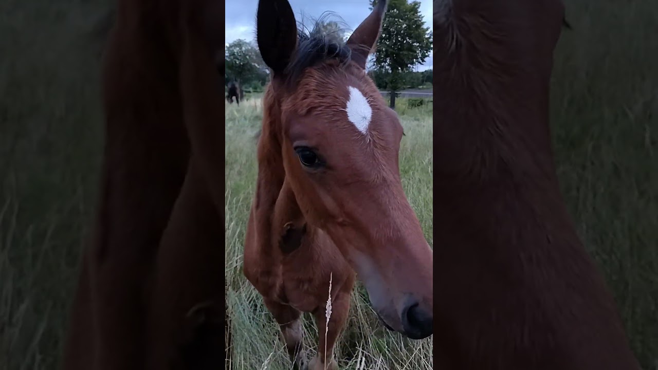 Contigo van 't Bergske Z 🤩 Contagio Z x O' de la Vie (Vigo x Contender)
