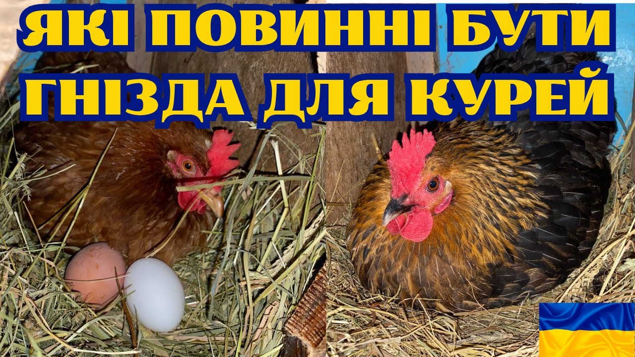ЯКІ ПОВИННІ БУТИ ГНІЗДА ДЛЯ КУРЕЙ-НЕСУЧОК@kyruvgaragi 