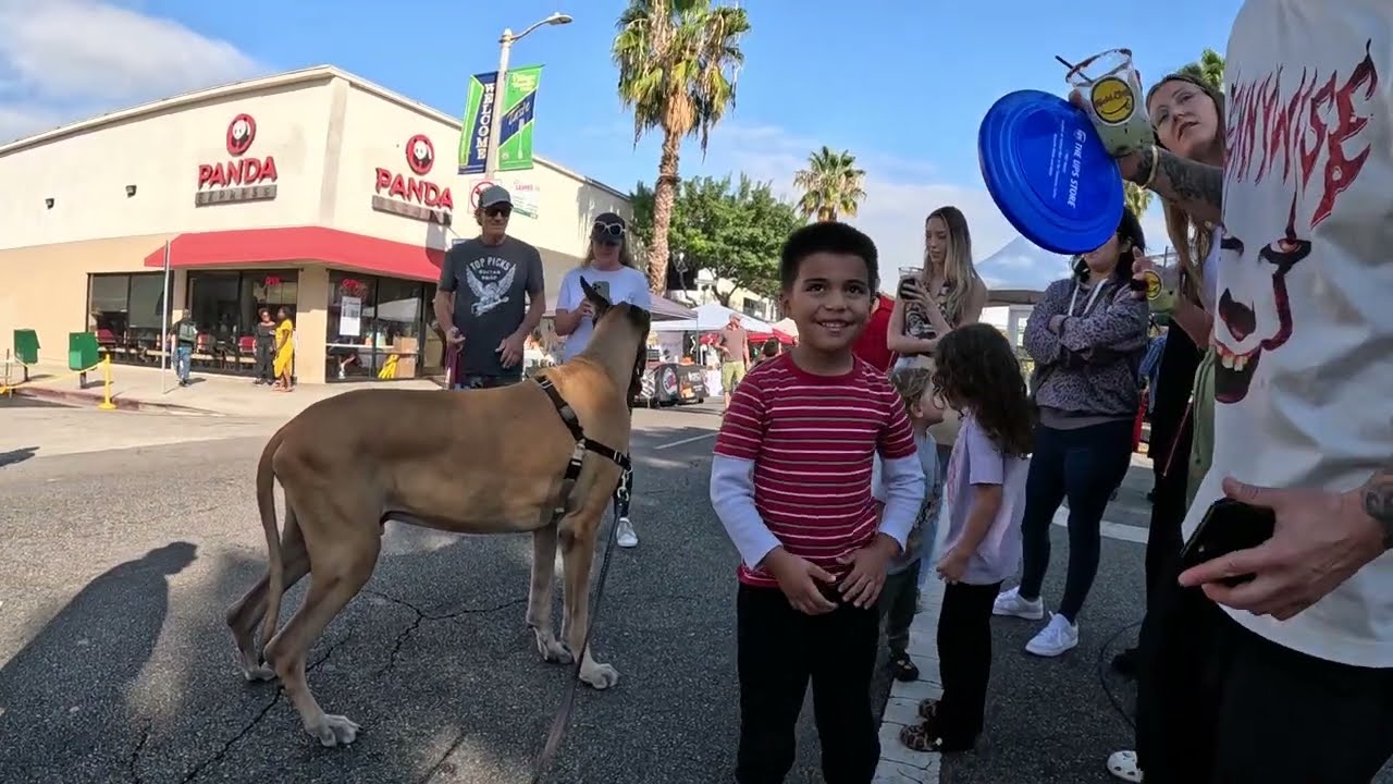 Cash 2.0 Great Dane at the Sherman Oaks street fair 2022 (8 of 11)