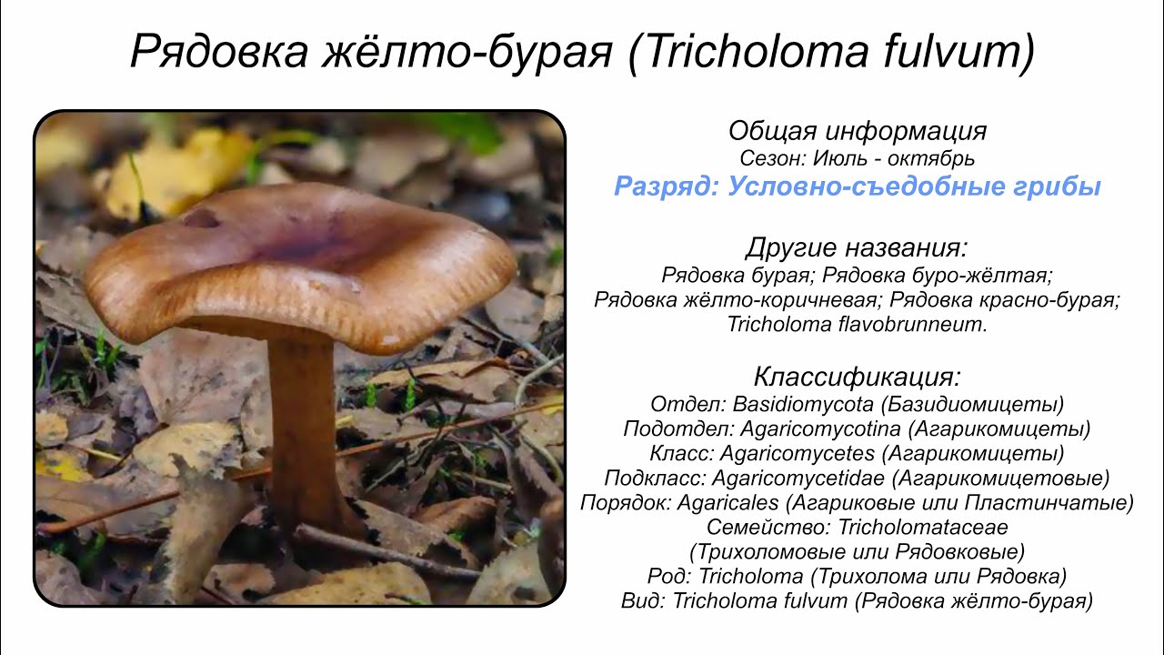 Рядовка жёлто-бурая (Tricholoma fulvum)