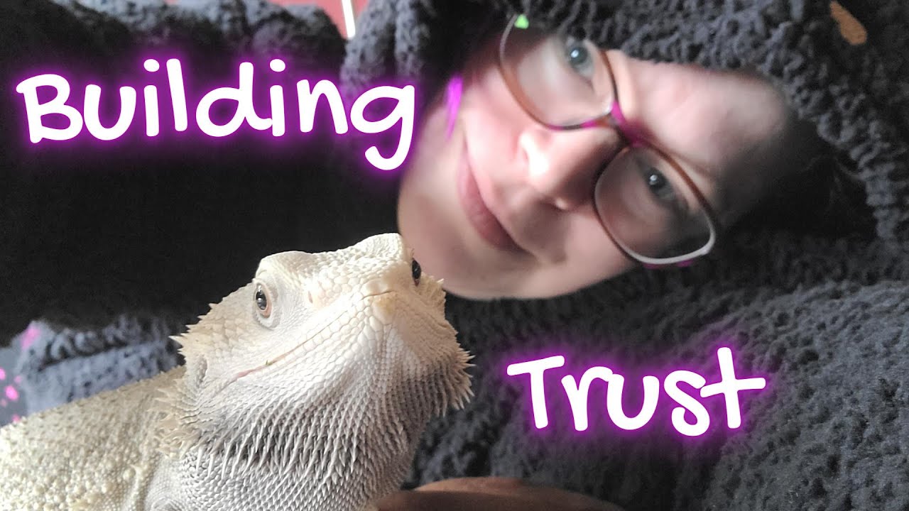 How to tame your dragon