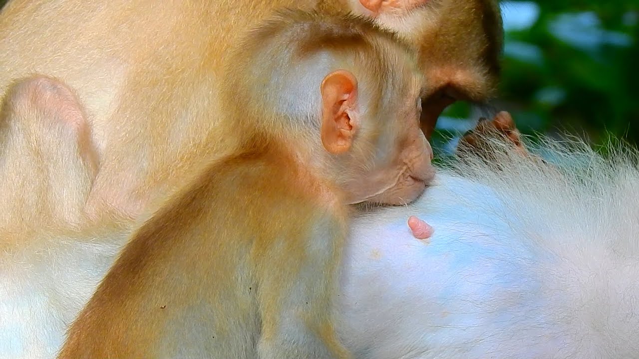 It so amazing for Lucie, Mom Luna gave the special milk and correct position feeding milk to Lucie