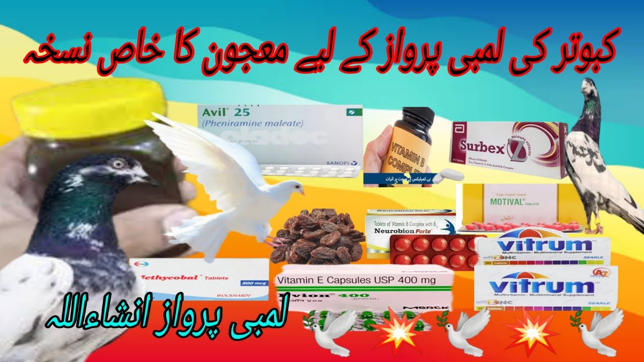 کبوتر کی لمبی پرواز لینے کے لیے معجون کا خاص نسخہ