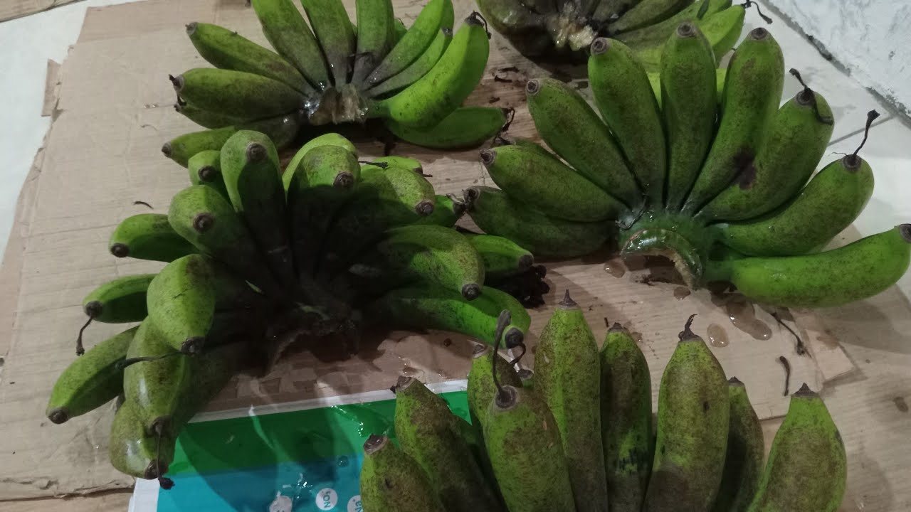 Tanaman Pisang Susu #pisangsusu 