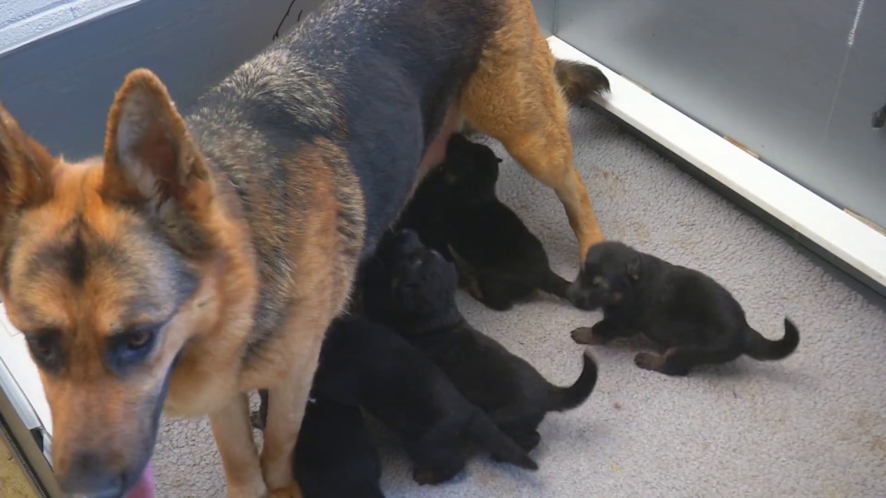 Protection Dog Sales 