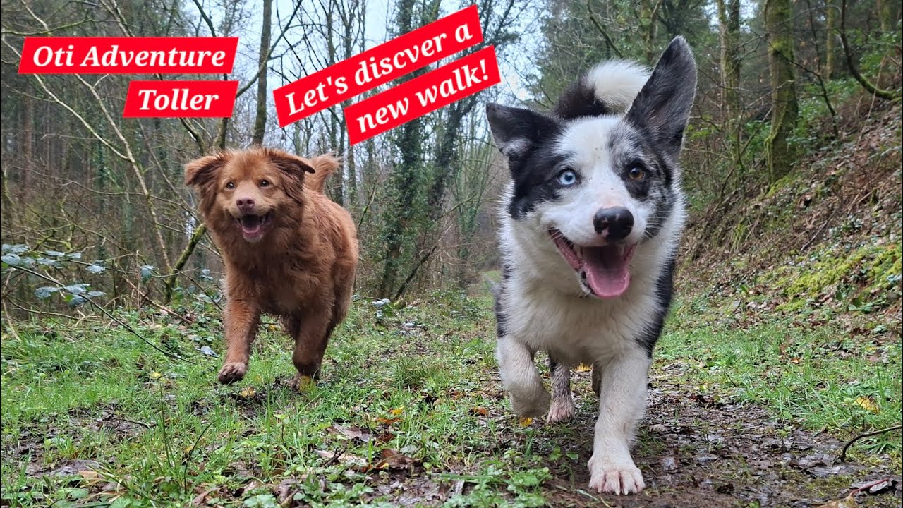 Will we find a new circular dog walk in our Devon woods?!