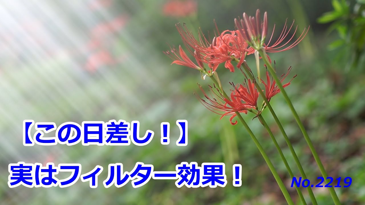 【この日差し、実は...】フィルター効果！（動画No.2219）