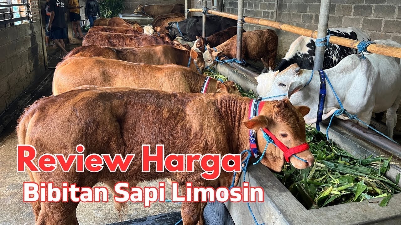 Review Harga Bibitan Sapi Limosin Simental di Grosir Sapi Murah sampai Super ada