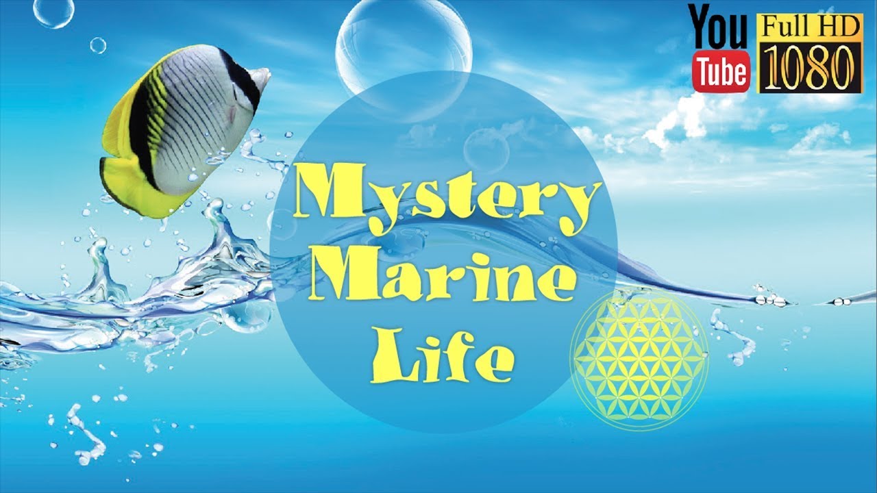 1 hour 🎵 7 Solfeggio Frequencies 🎵 Soft Lounge Music 🎵 Calming Ambient Melody for Daily Relax