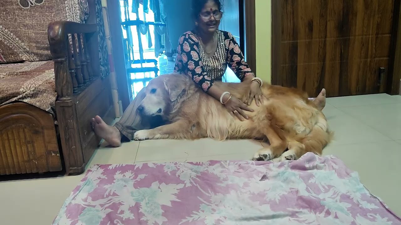 সিপু কত অসহায় ভাবে দিন কাটাচ্ছে। সবাই শুভ কামনা করুন। কোনো অবলা জীবের যেন এতো কষ্ট না হয় ।