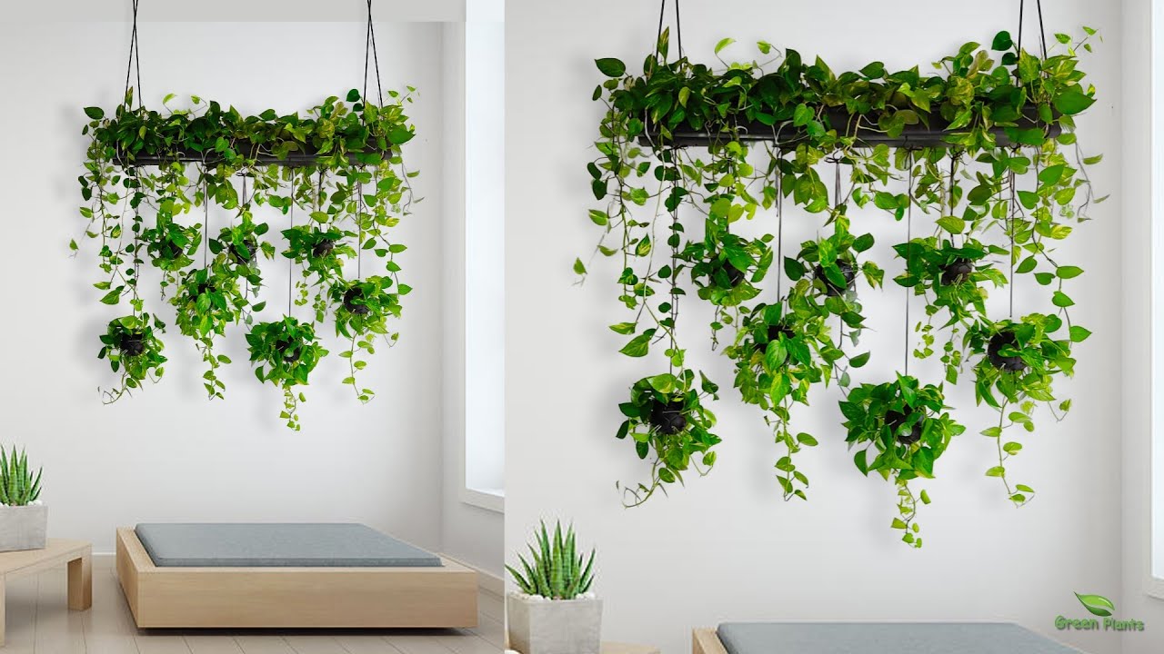 Hanging Money plants Make Your Living Room More Welcoming & Relaxing//GREEN PLANTS