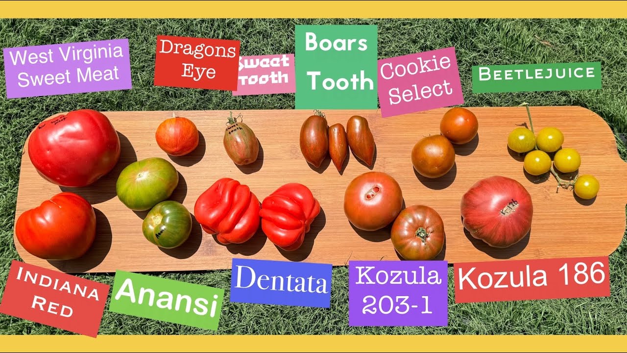 Tomato Taste Test 8 of 2024