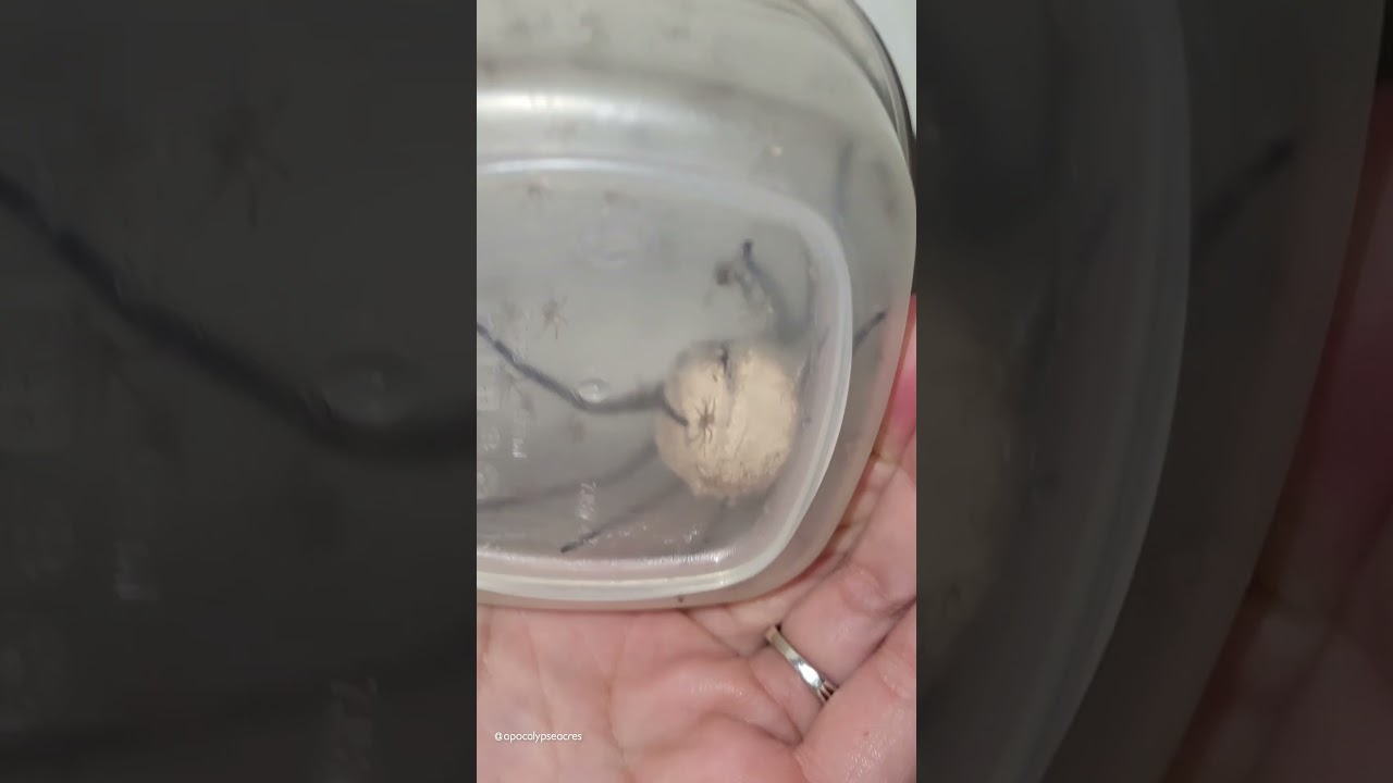 Гигантский мешок с яйцами паука лопнул! 🕷🕸