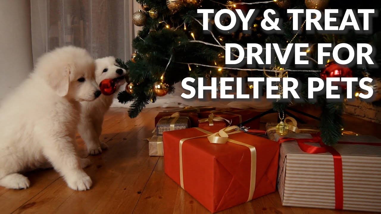 Toy & Treat Drive For Shelter Pets