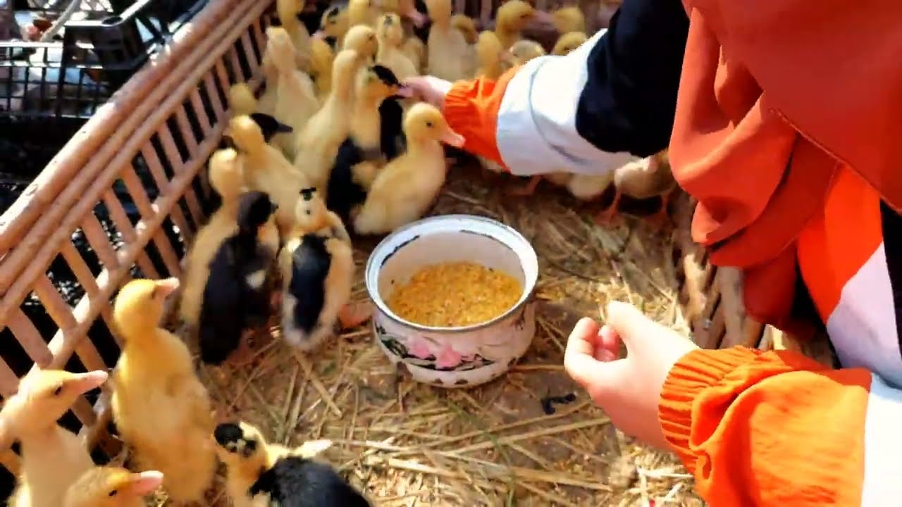 ارخص سوق في مصر للفراخ البلدي والارانب والبط سوق السيده عايشه بعد قلعه صلاح الدين