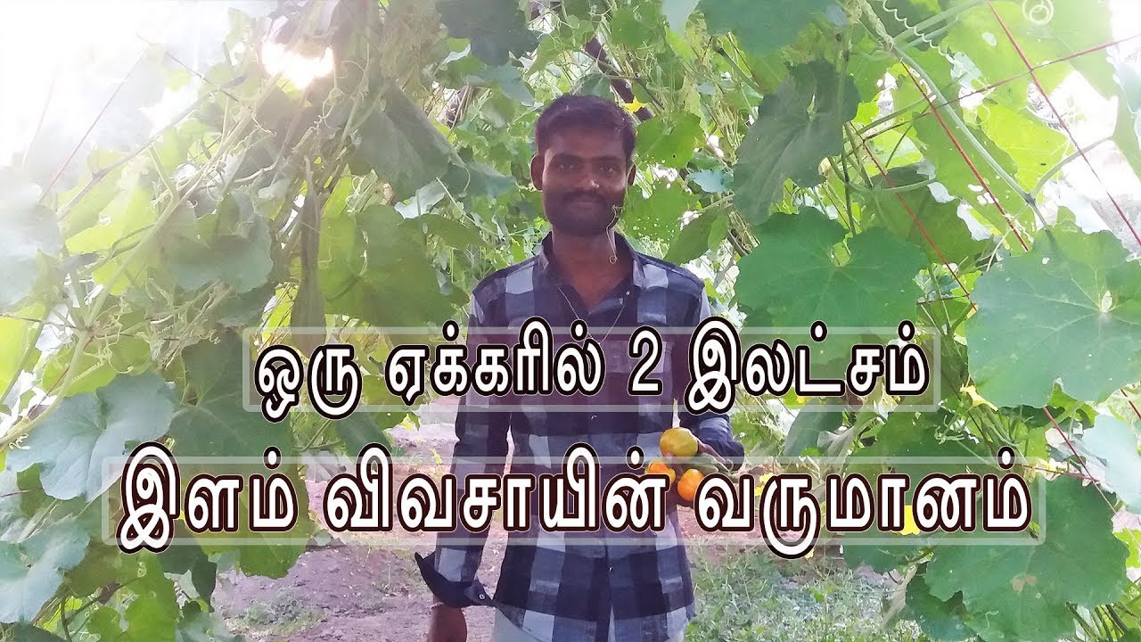 மூன்று மாதத்தில் ஒரு ஏக்கரில் 2 இலட்சம் - இளம் விவசாயின் வருமானம்