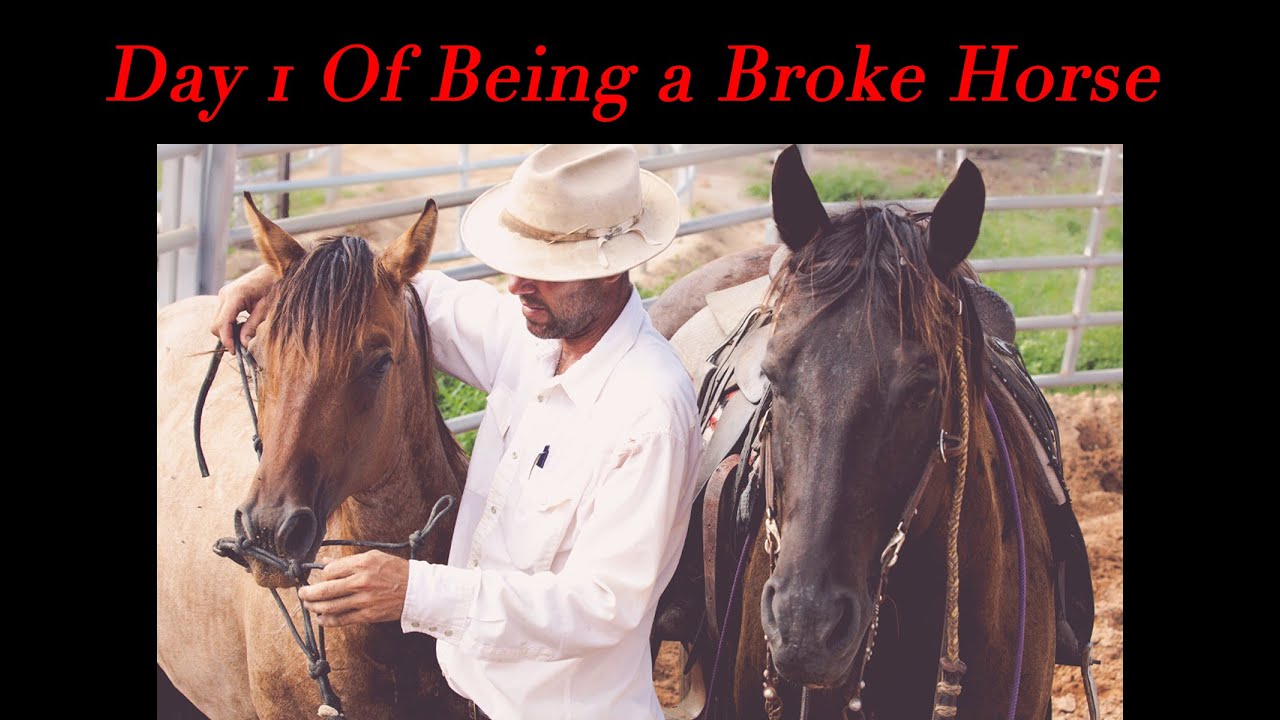 Day 1 Of Being a Broke Horse: Halterbreaking 101