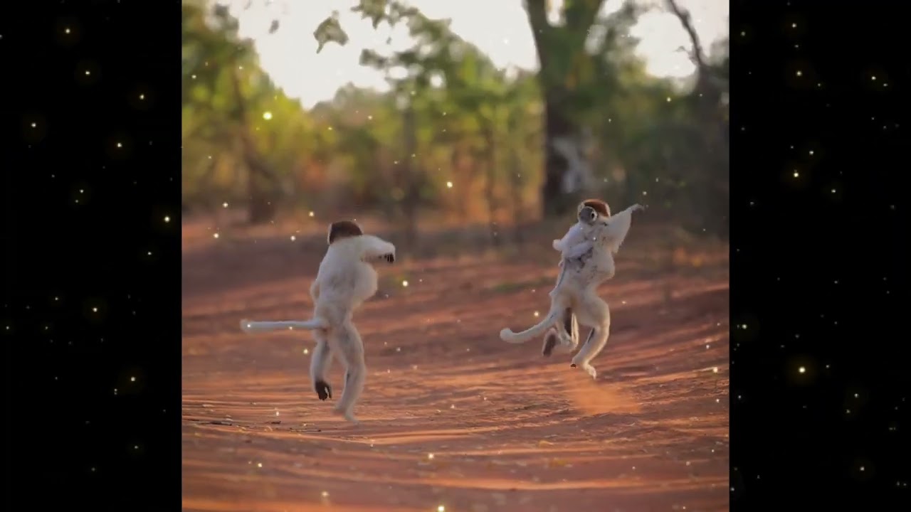Magical White Monkeys Dancing in Sync 🐒✨ Rare Wildlife - Happy Tribal Beats & Feel-Good Vibes