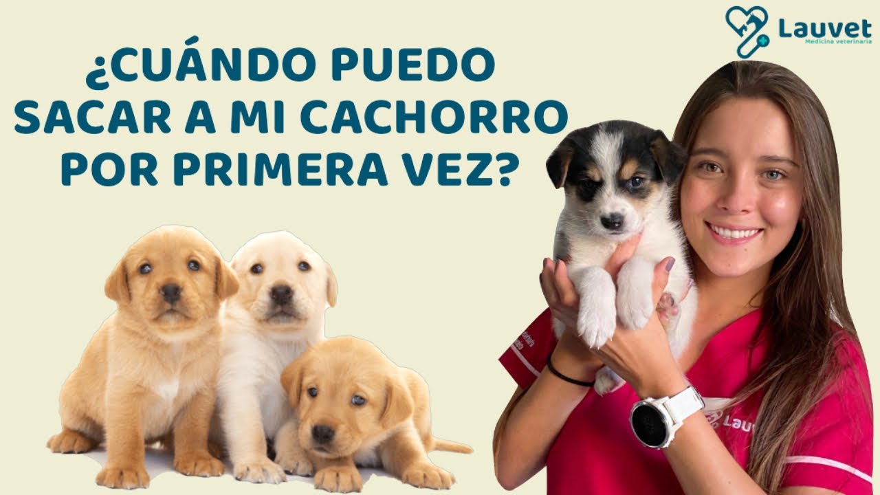 ¿CUÁNDO PUEDO SACAR A MI CACHORRO A LA CALLE? - Lauvet