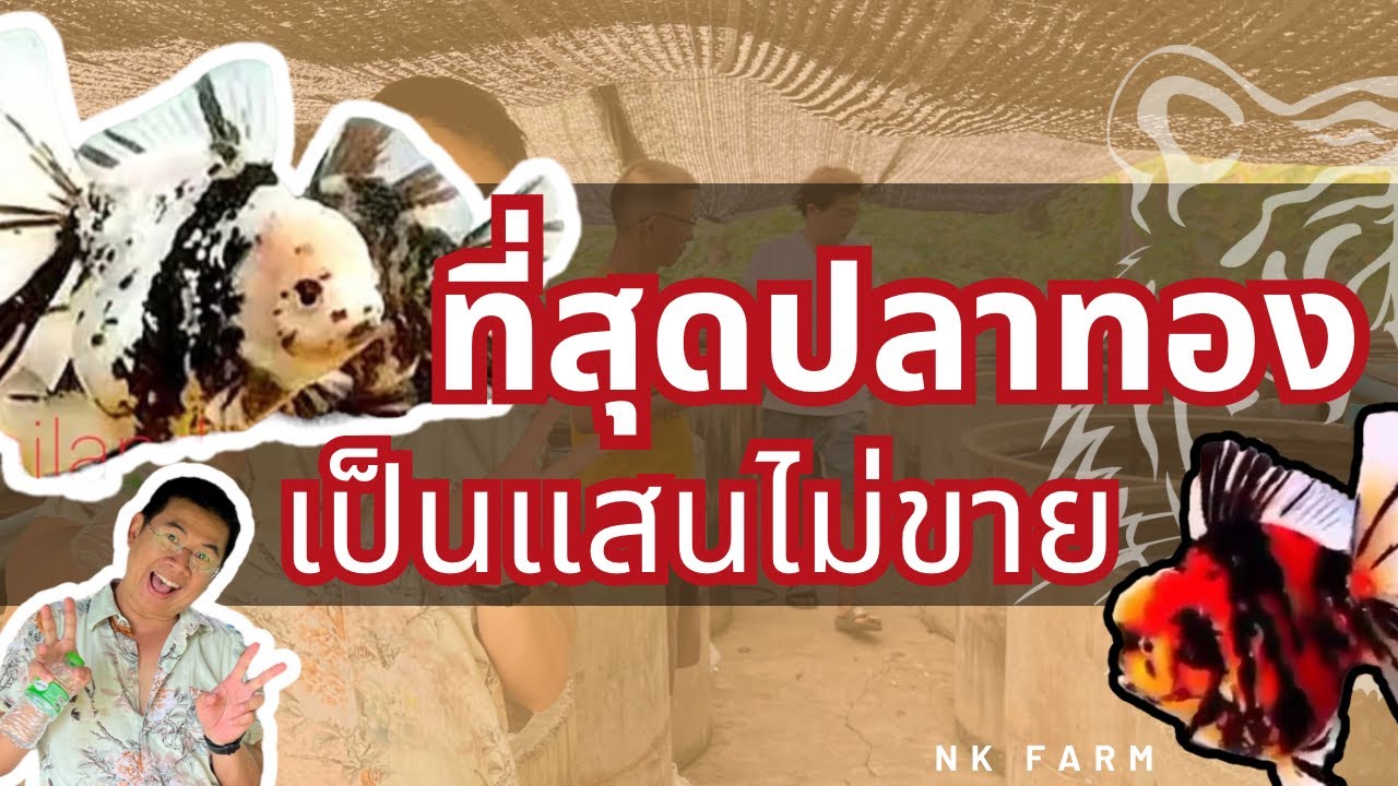 ฟาร์มปลาทองเบอร์ “ท๊อป” ของโลก ต่างชาติออร์เดอร์เพียบ NK Thailand