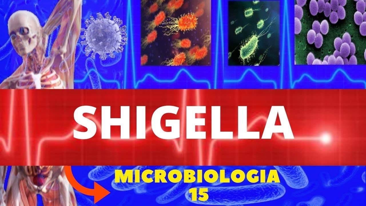 SHIGELLA - MICROBIOLOGIA (BACT&Eacute;RIAS PATOG&Ecirc;NICAS) - ENTEROBACT&Eacute;RIAS