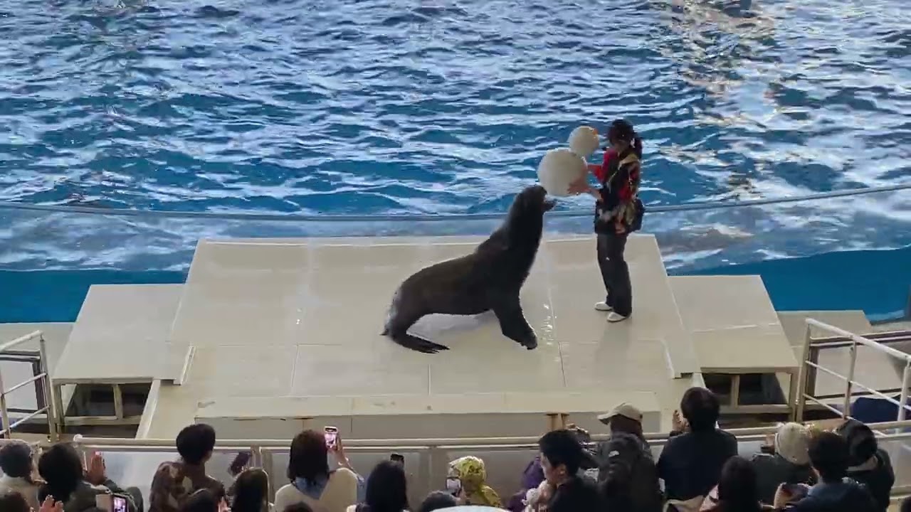 大洗水族館オーシャンライブ　イルカ　アシカショー26/01/13-11:30