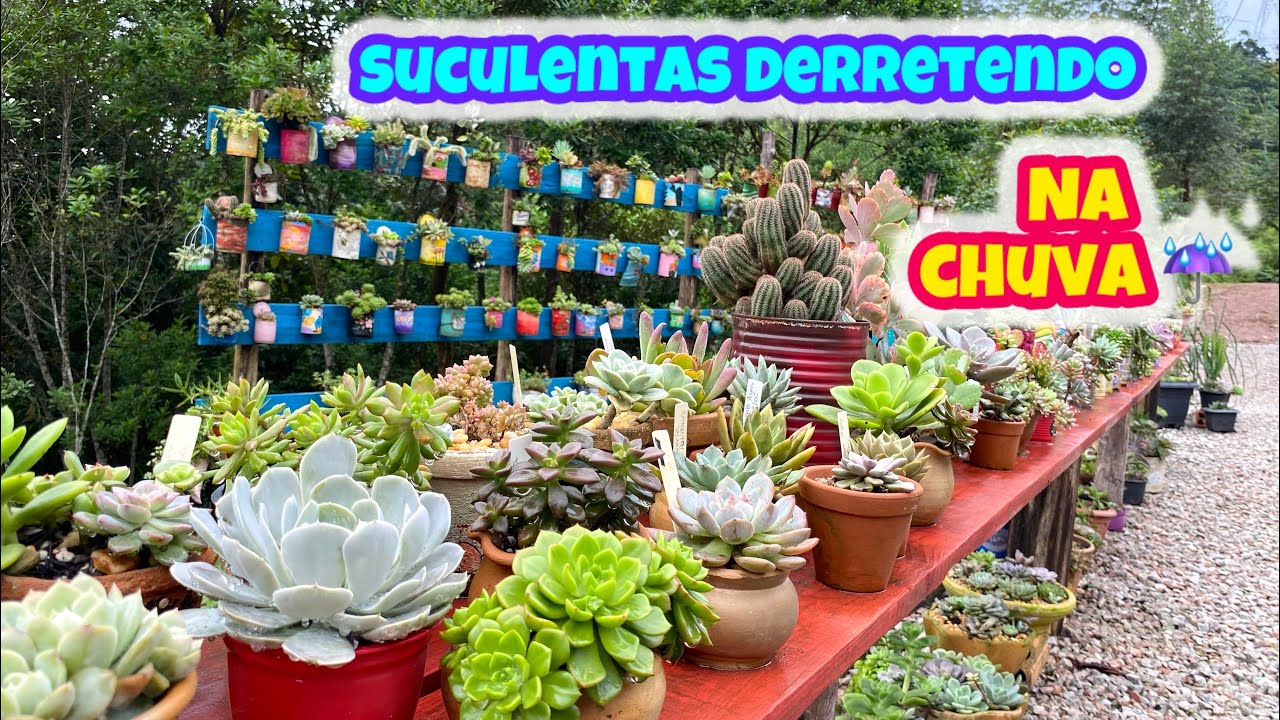 SUCULENTAS DERRETENDO PELO EXCESSO DE CHUVA, SAIBA O QUE FAZER?