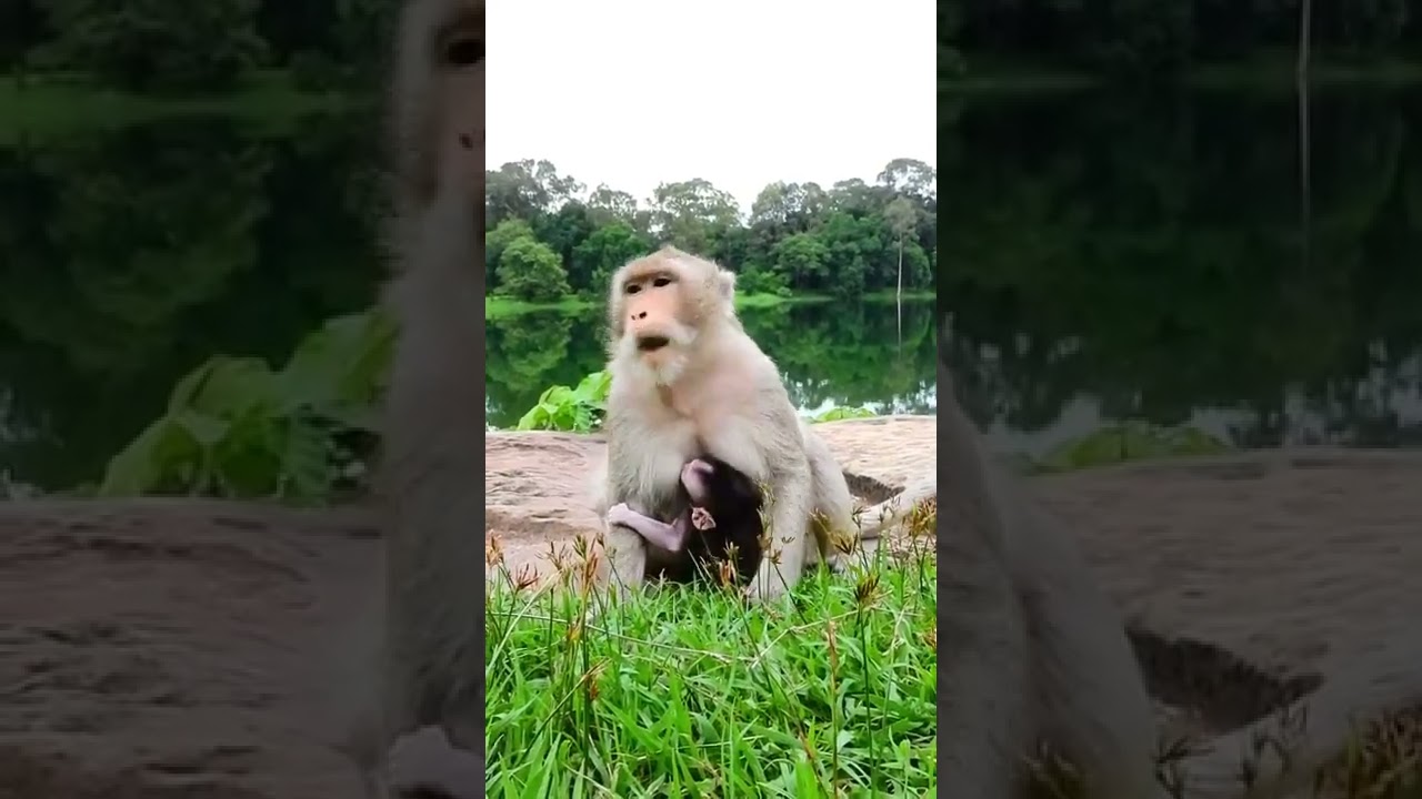 Cute Baby Monkey Cinn #Shorts 181