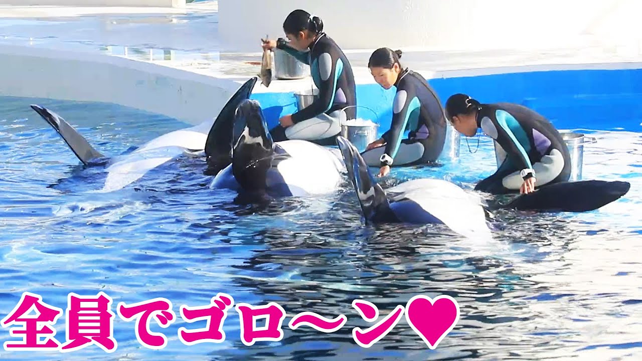 トレーニング&楽しい女子会!! 鴨川シーワールド シャチ KamogawaSeaWorld  orca killerwhale
