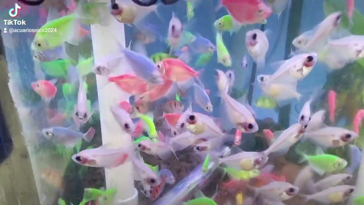 peces al mayoreo  increíble pongamos lo a prueba CDMX  @Acuarios Nico #familia