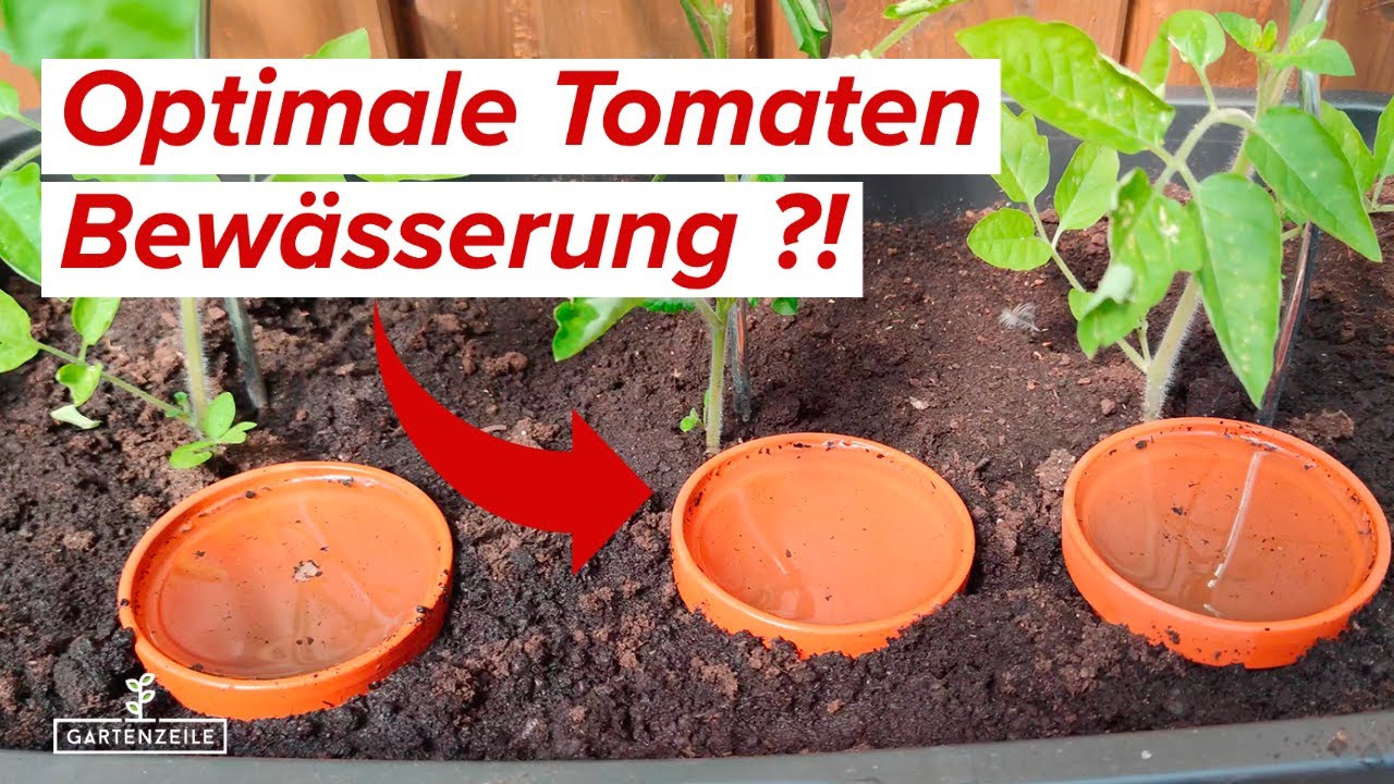 Tomaten Bewässerung ➜ Diese Methode wird dich begeistern! Tomaten richtig gießen!