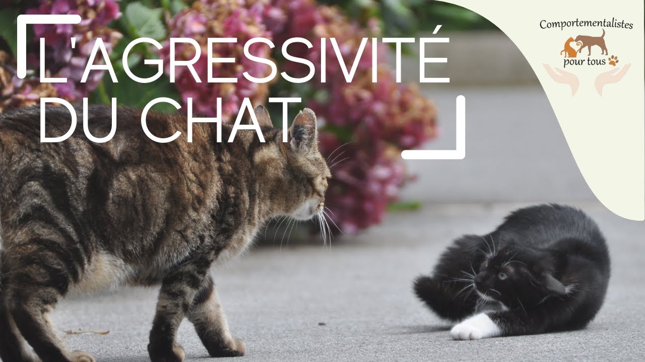 Conférence : L'agressivité du chat