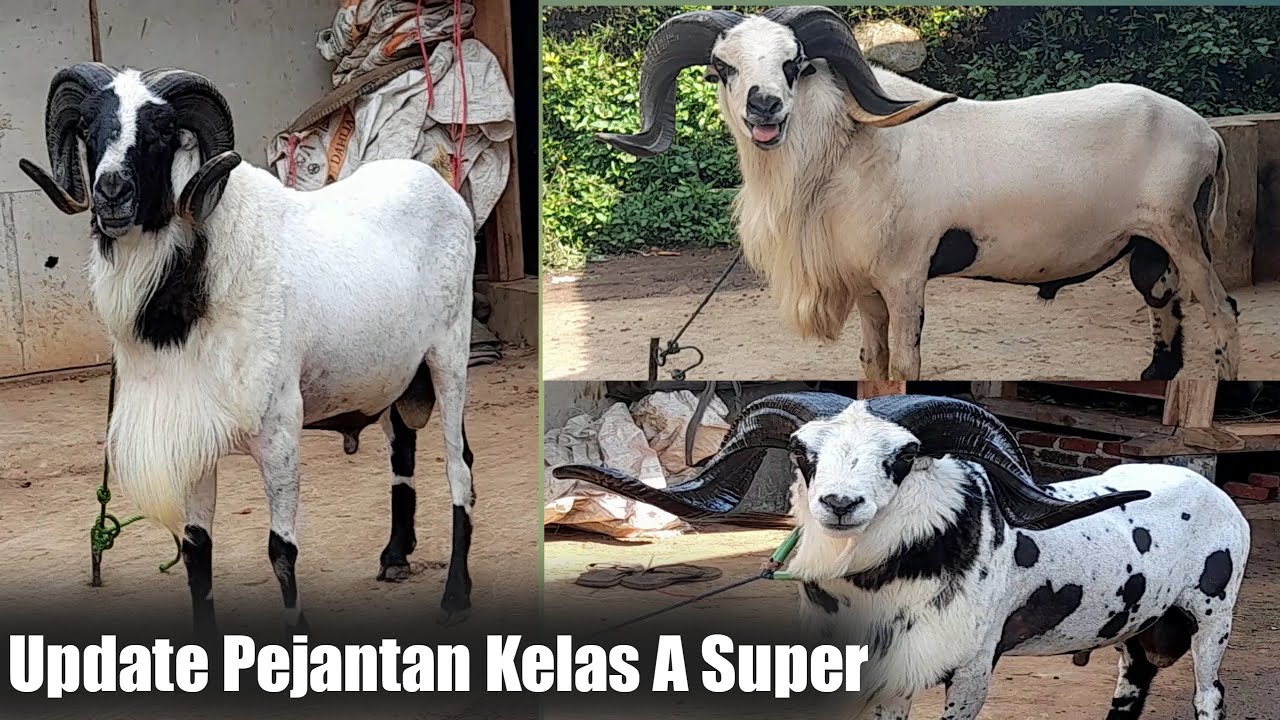 Update Harga Domba Garut Pejantan Kls A Super