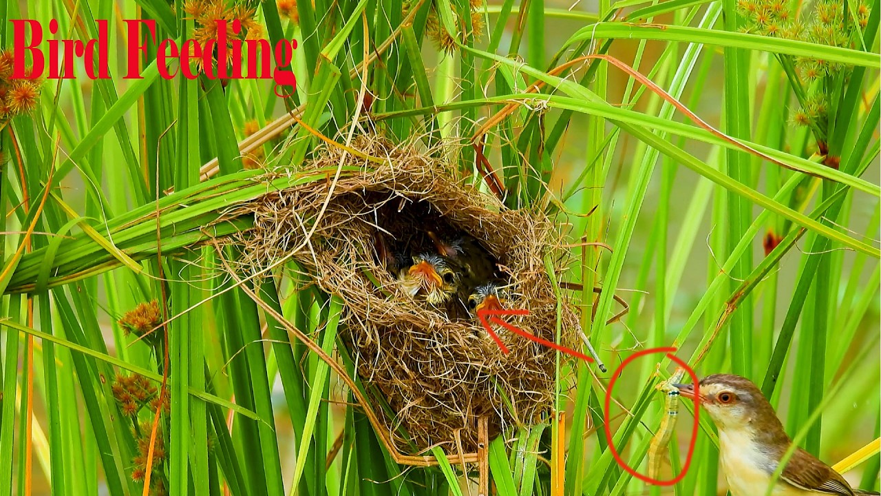 Wow Bird Hunted Worm and Grasshopper to Feed Her Children's In Nest#birds #birdsong #birdfeeder