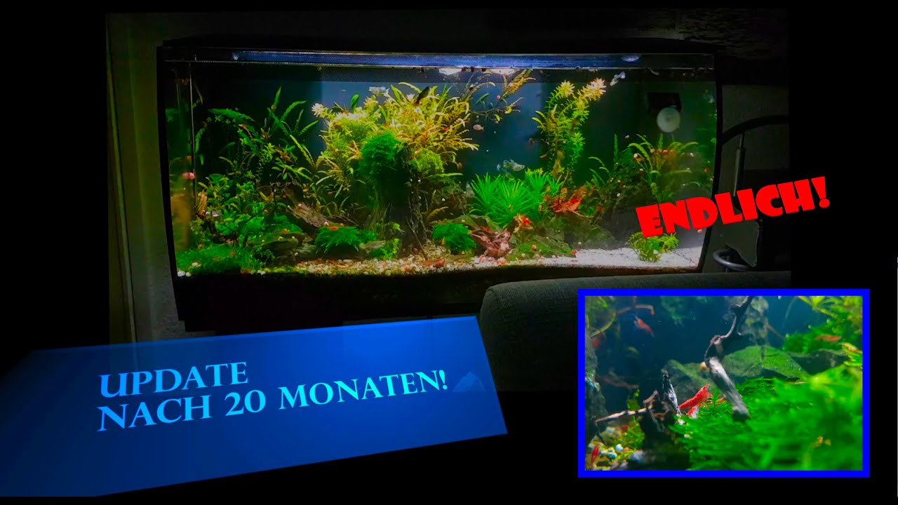 Aquascaping: Neues Update über mein zweites Aquarium! 🐟