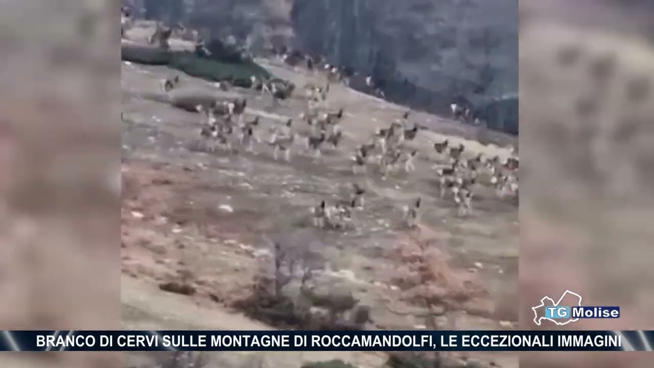 Branco di cervi sulle montagne di Roccamandolfi, le eccezionali immagini