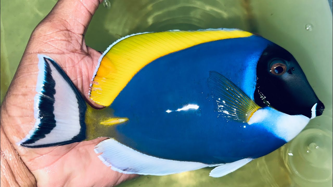 Another 8” Powder Blue Tang (Sri Lanka)